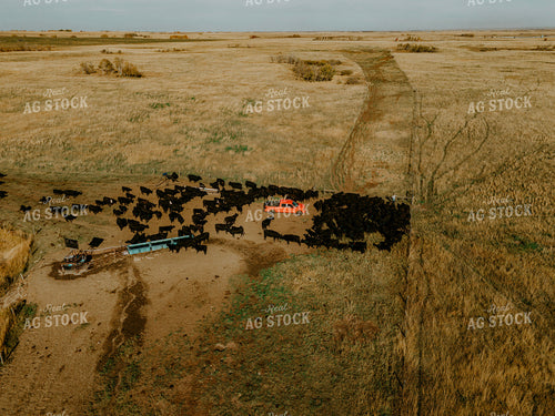Aerial Angus Cattle on Pasture 187086
