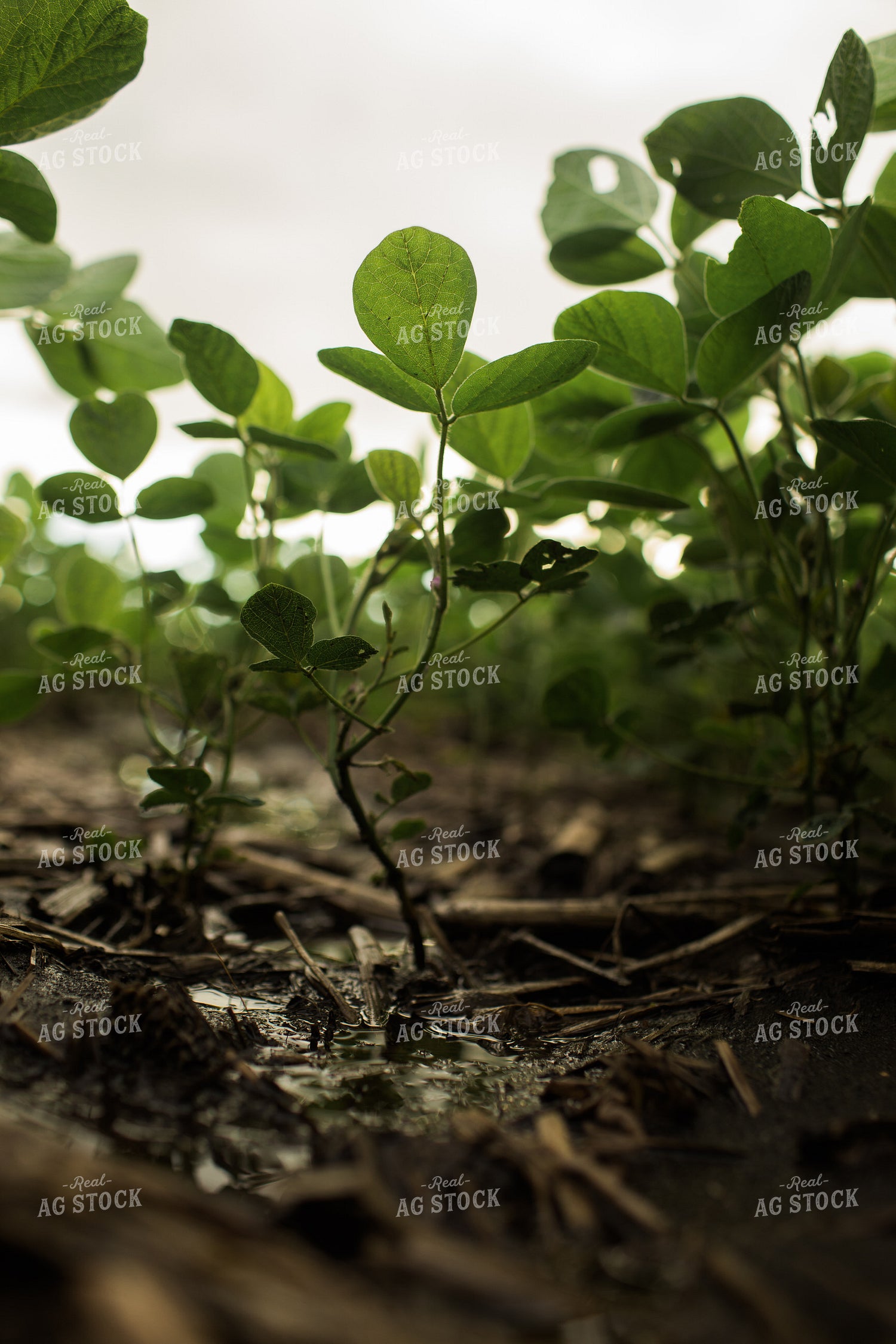 Wet R1 Soybean Field After Rain 6283