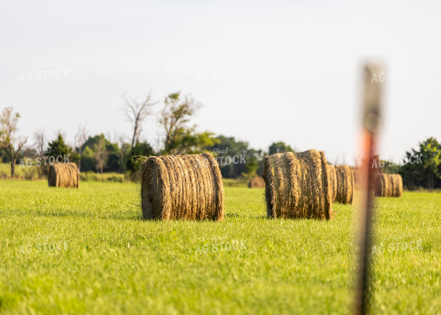Hay Bales in Field 264059