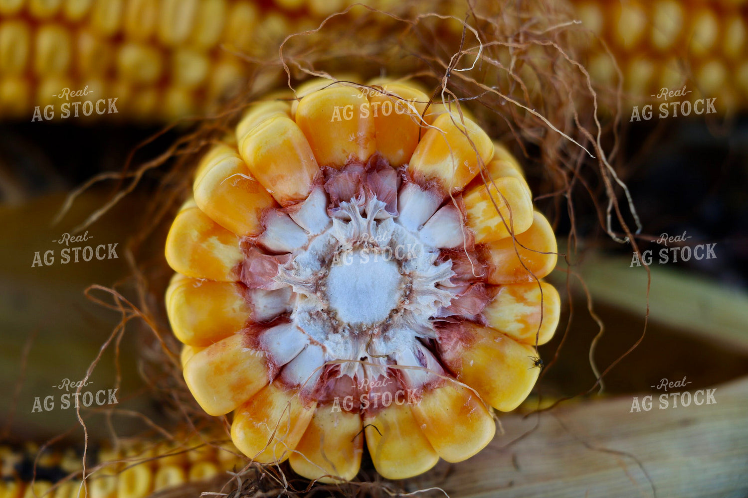 Corn Cross Section 299222