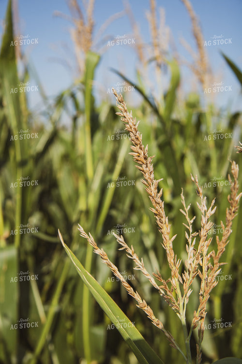 Corn Tassels 67816