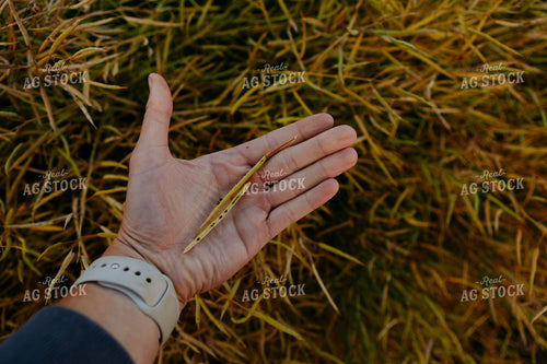Farmer Holding Canola Pod 187221