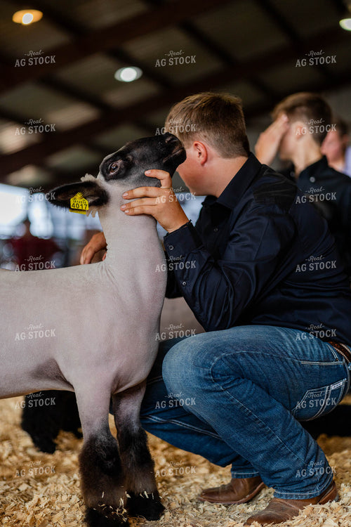 Showing Sheep 97199