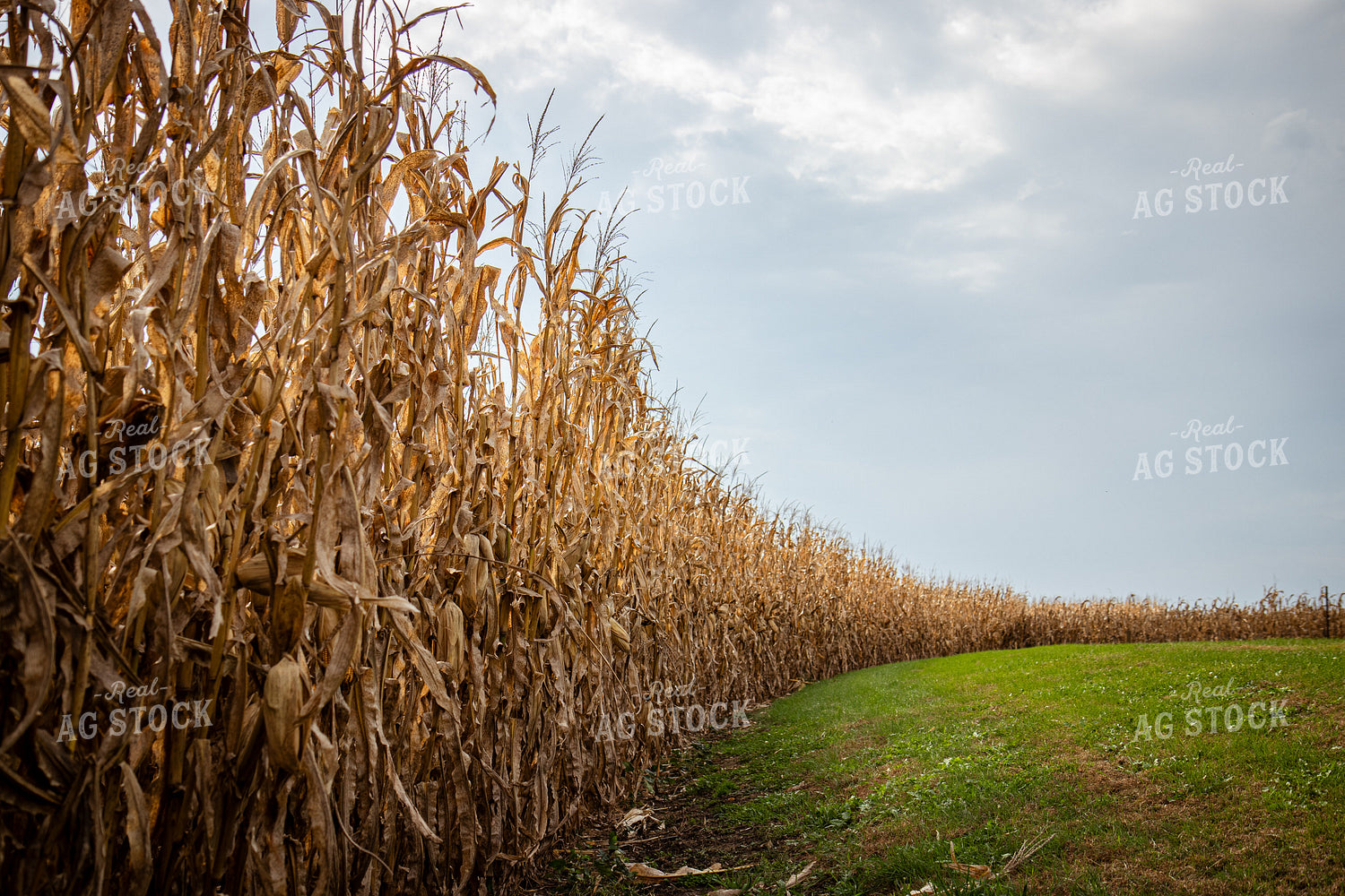 Dried Field of Corn 268170