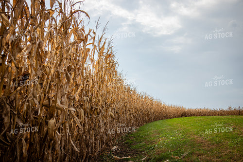 Dried Field of Corn 268170