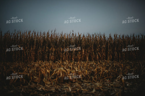 Dried Corn Stalks Standing in a Foggy Autumn Field 400028