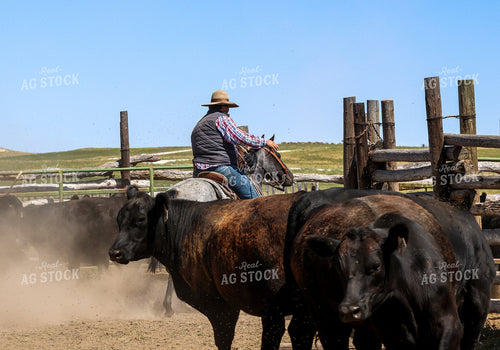 Working Cattle 261114