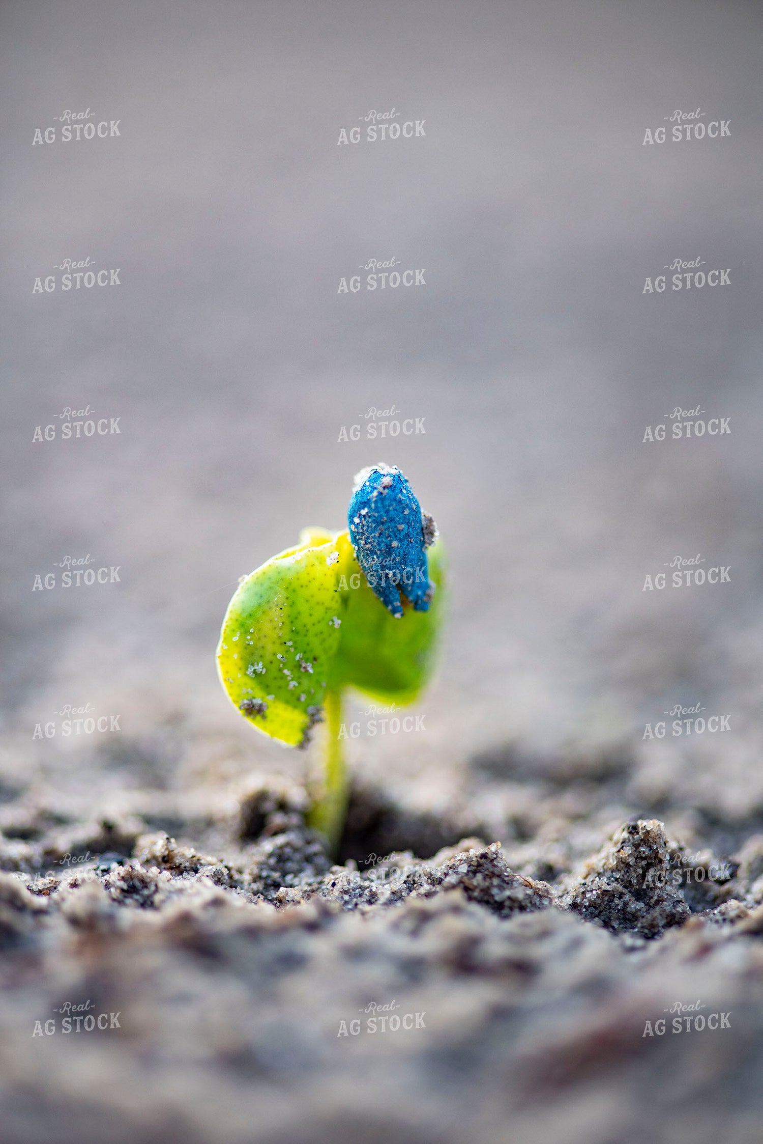 Cotton Seedling Emerges from Ground with Seed Coat Remaining 136036
