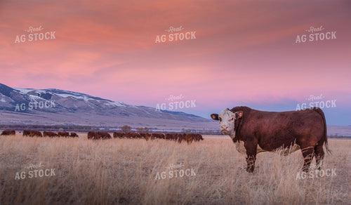 Hereford Cattle in Pasture 81109