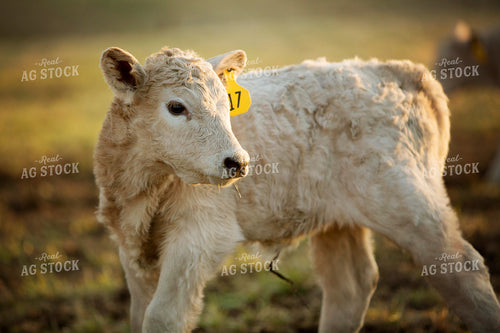 Calf - Charolais and Angus Cross 2274