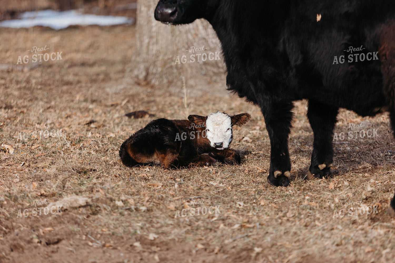 Black Baldy Cow Calf Pair 174000