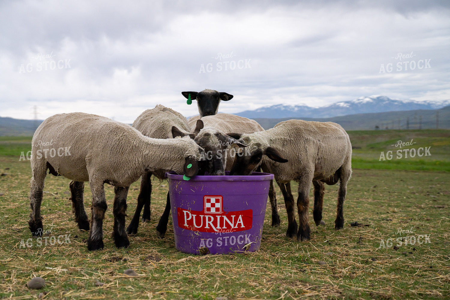 Flock of Sheep Feeding on Purple Grain Bucket in Scenic Pasture 65321