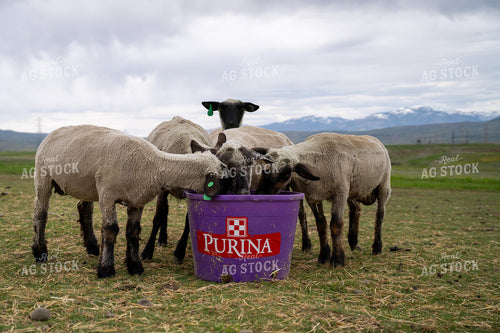 Flock of Sheep Feeding on Purple Grain Bucket in Scenic Pasture 65321