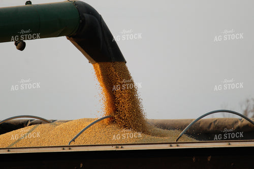 Loading Soybeans into Semi Truck 52065