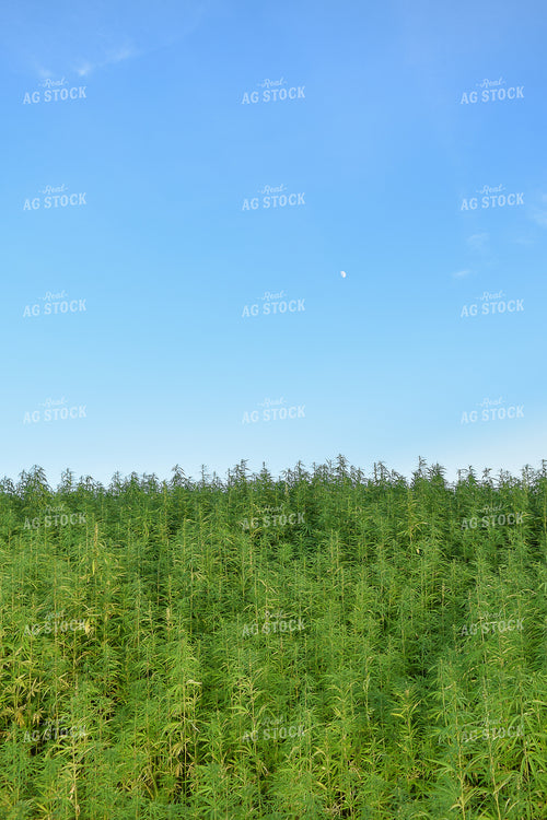 Hemp 106021