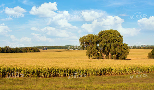 Corn Field 150002