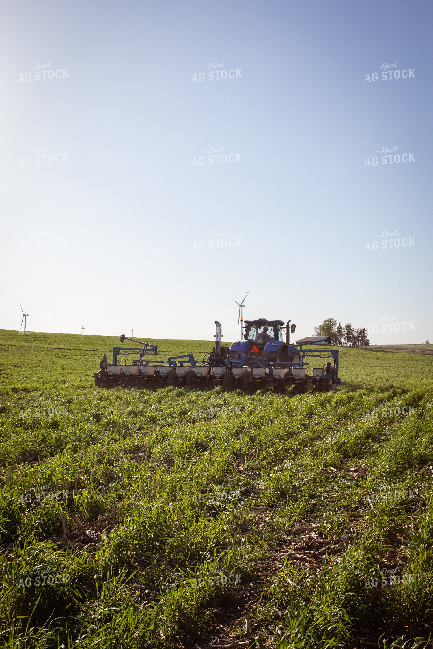Planting into Cover Crop 268324