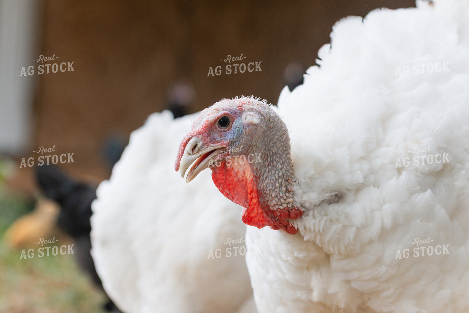 Turkey 295040