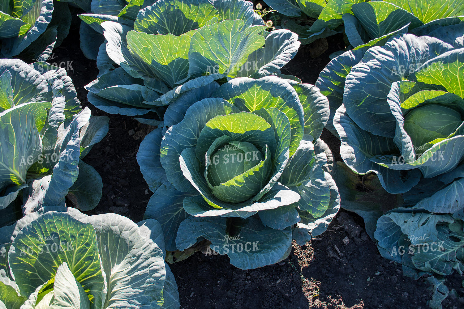 Cabbage 50182