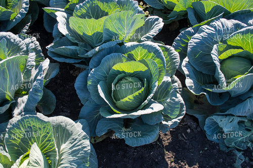 Cabbage 50182