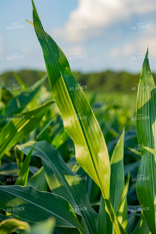 Mid-Season Corn Field 291095