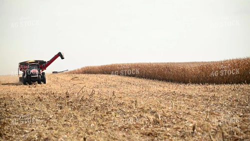 Grain Cart Driving Through Corn Field