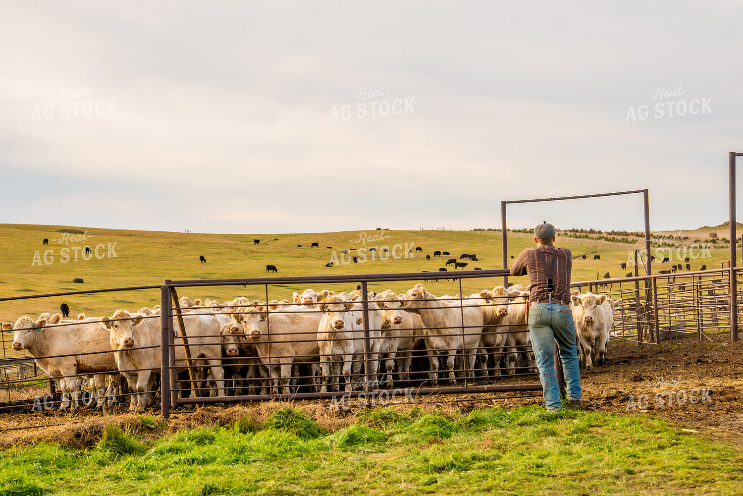 Charolais Cattle 299008