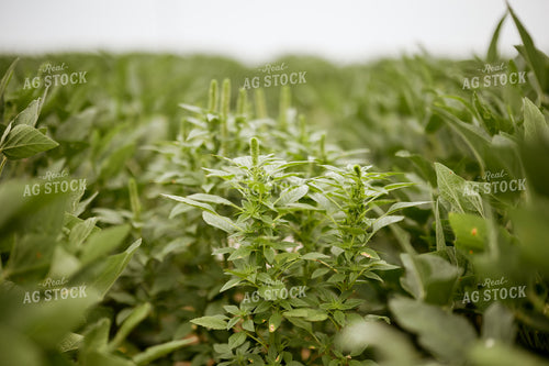 Pigweed 125162