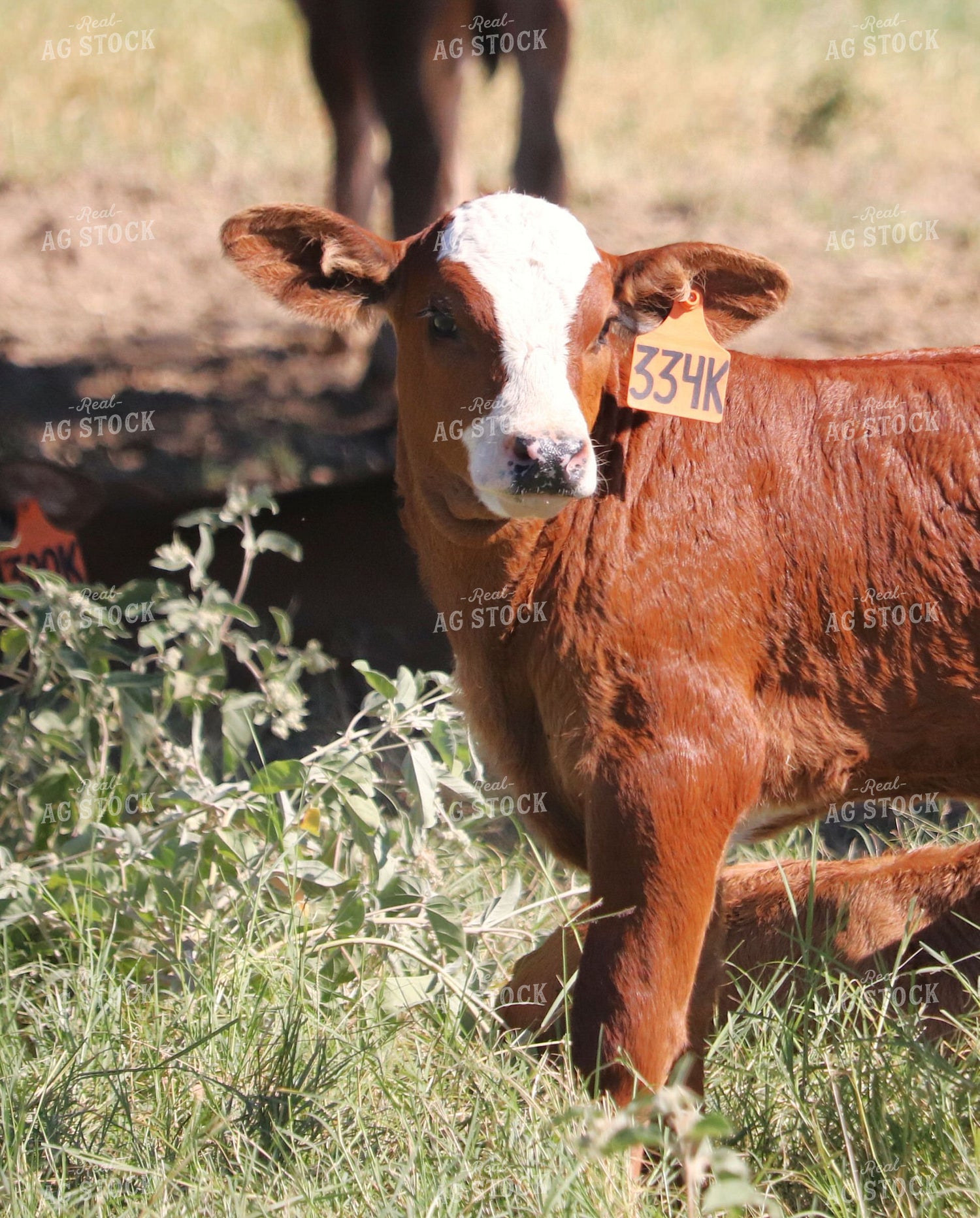 Simbrah Calf in Pasture 102012