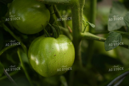Tomato 191198