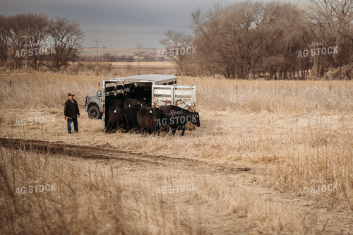 Unloading Cows on Pasture 196217