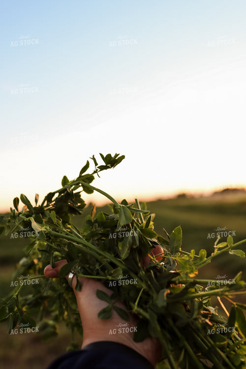 Handful of Alfalfa 83026