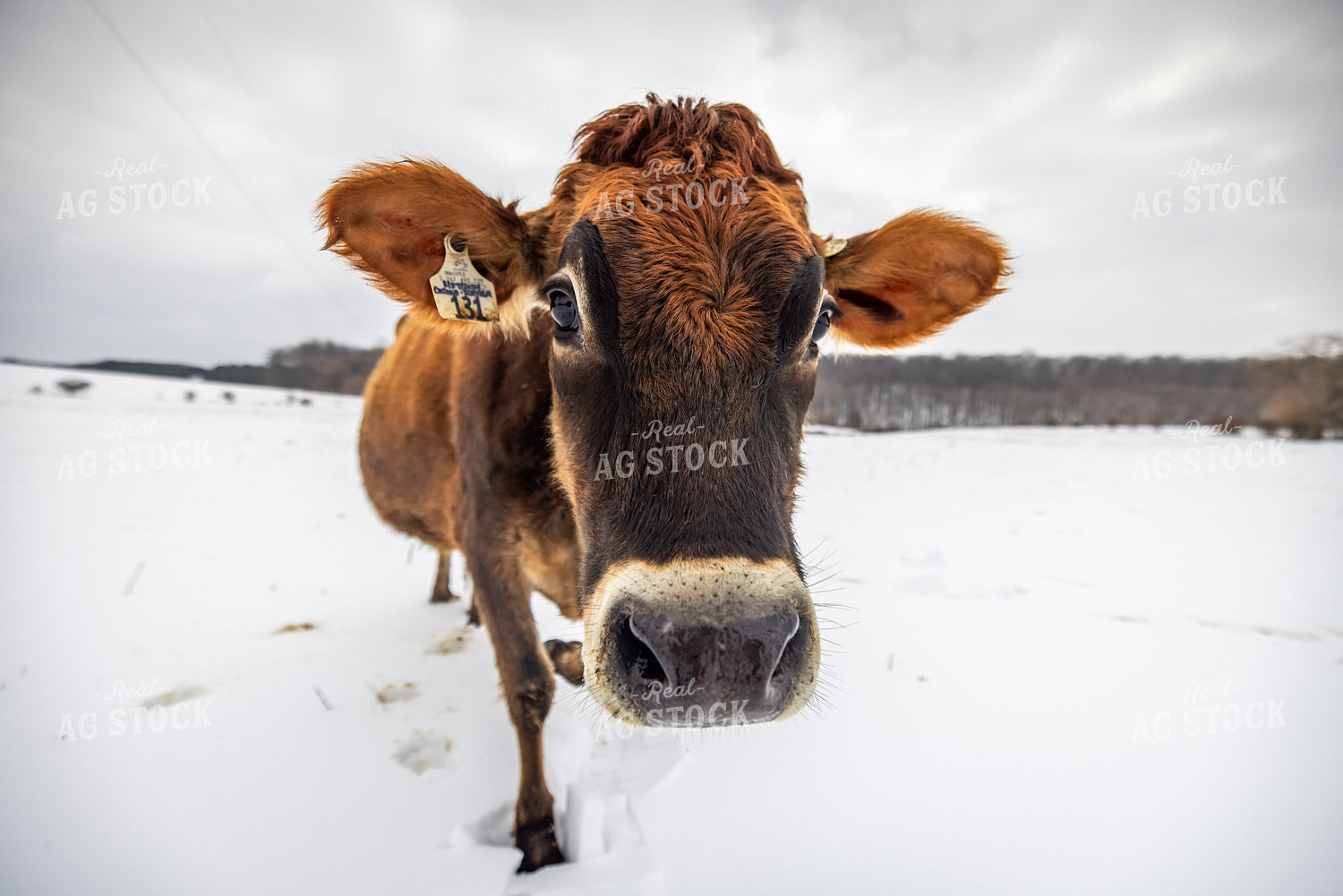Jersey Cow in Snow 270666