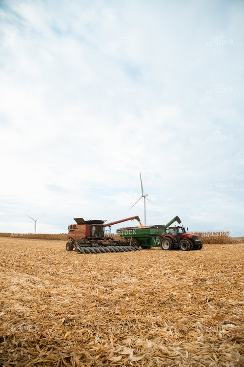 Corn Harvest 26023