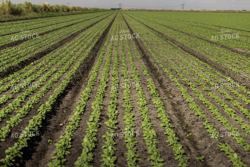 Radish Field 7340