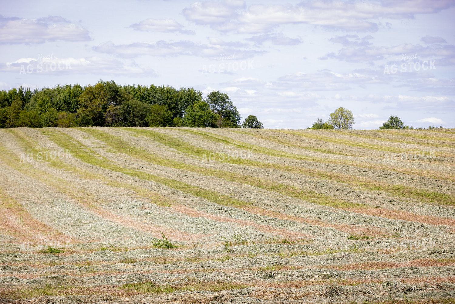 Cut Hay Field 178104