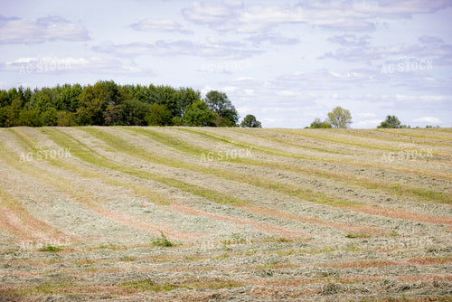 Cut Hay Field 178104