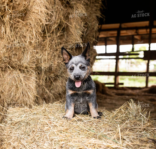 Heeler on Hay Bale 143029