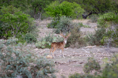Antelope in Texas Wilderness 134018