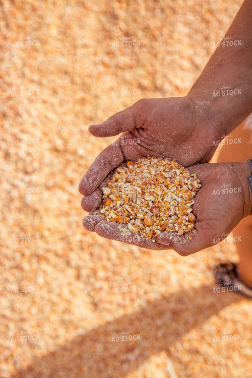 Farmer Handling Feed Ration 67445
