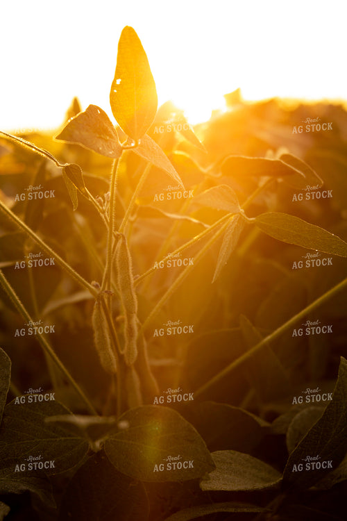 Soybeans - Mid-Season 4909