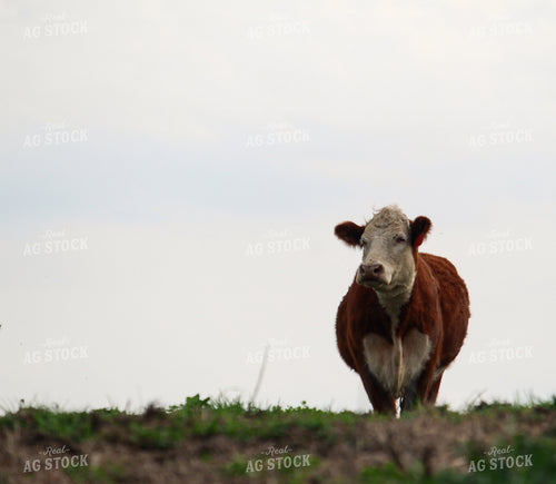 Hereford Cow 52013