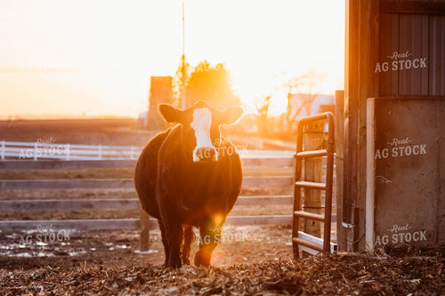 Black Baldy Cow 174019