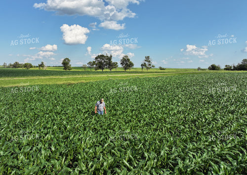 Farmer Checking Midseason Corn Field 141333