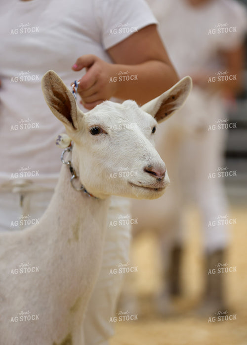 Showing Goats 160265