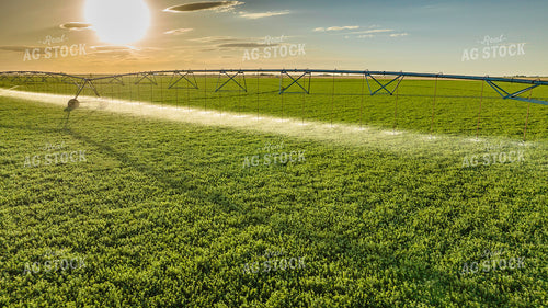 Irrigating Alfalfa Field 199002