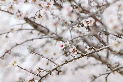 Almond Blossoms on Tree Branches 107086