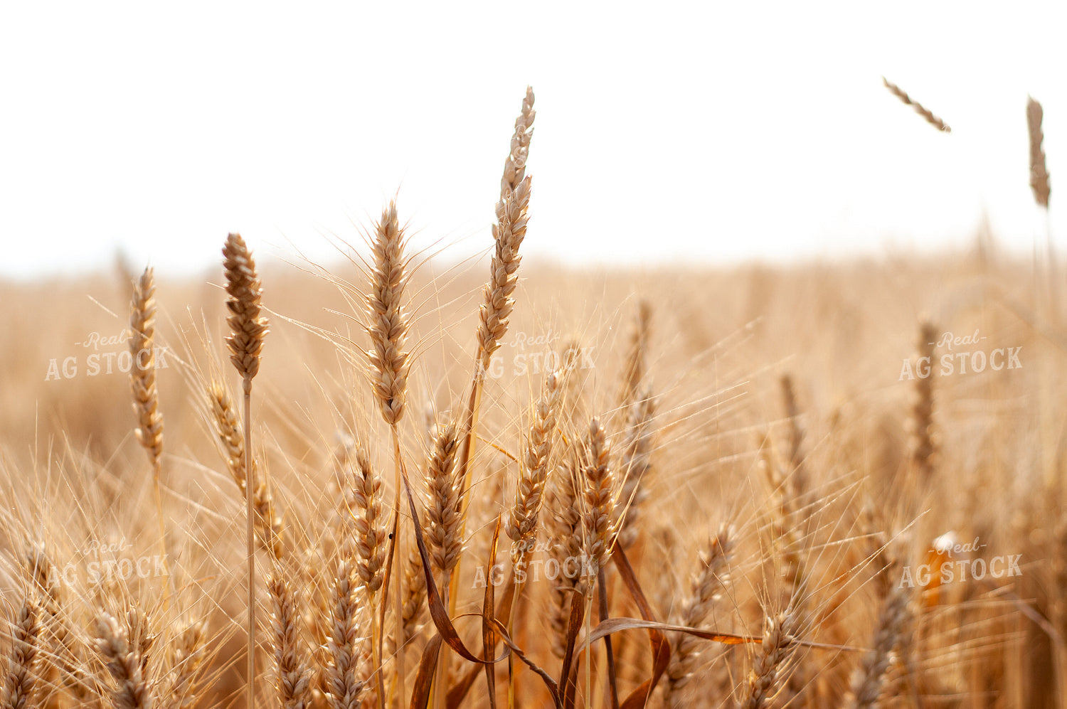 Wheat in Field 103026