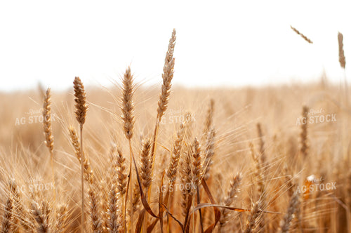 Wheat in Field 103026