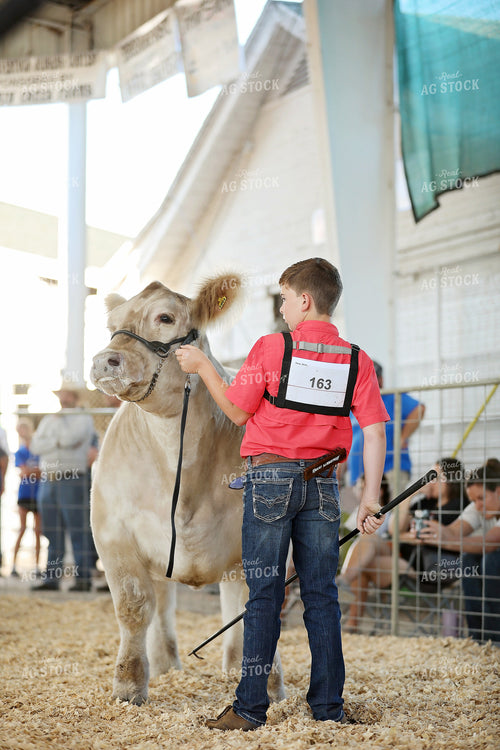 Showing Cattle 127101